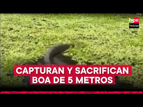 Loreto: capturan y sacrifican boa de 5 metros en Yurimaguas