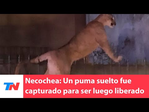 Un puma estuvo suelto en Necochea. Fue sedado y capturado para luego ser liberado en su hábitat