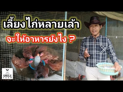 เลี้ยงไก่หลายเล้าจะให้อาหารยั