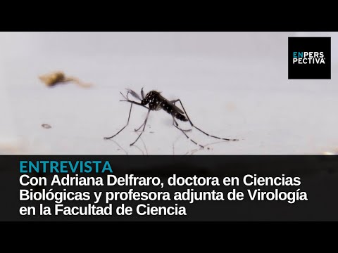 MSP confirmó circulación viral de dengue en Uruguay: ¿Cuáles son las medidas de prevención?