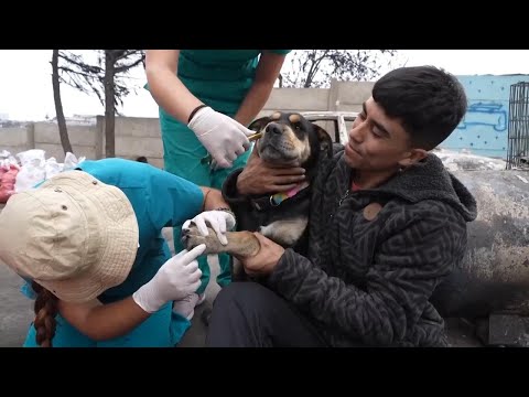 Veterinarians come to the rescue of animals caught up in Chile's catastrophic fires