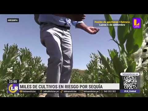Arequipa: 7 mil hectáreas de cultivos a punto de perderse por sequías
