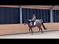 Dressage horse Super knap en getalenteerd jong sportpaard te koop!