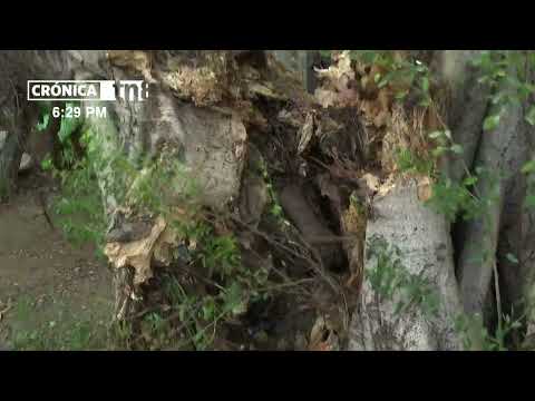 Frondoso árbol cae sobre vivienda y deja daños materiales en Managua - Nicaragua