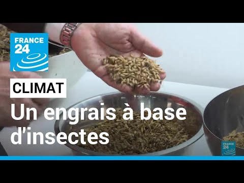 Climat : un engrais à base d'insectes pour verdir l'agriculture • FRANCE 24