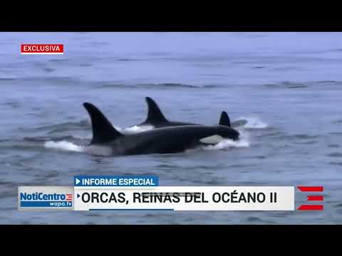 [REPORTAJE Parte 2 de 2] “Orcas: Reinas del Océano”