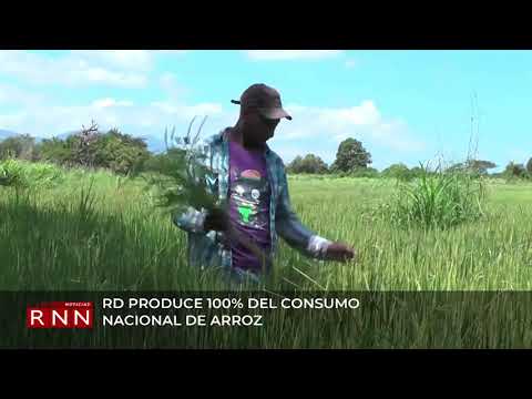 RD produce 100 % del consumo nacional de arroz