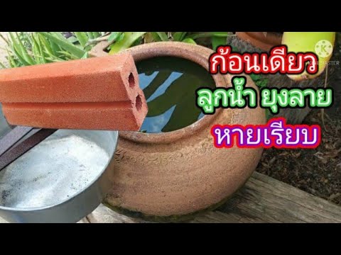 กำจัด-ลูกน้ำยุงลาย-แบบง่ายๆปลอ กำจัด-ลูกน้ำยุงลาย-แบบง่ายๆปลอ