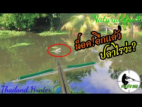 #SHOOT-FISH-ยิงปลาน็อค-บินได้ก #SHOOT-FISH-ยิงปลาน็อค-บินได้ก