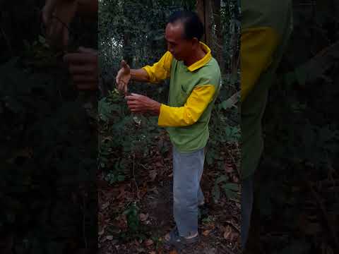 ทีโตเป็นได๋