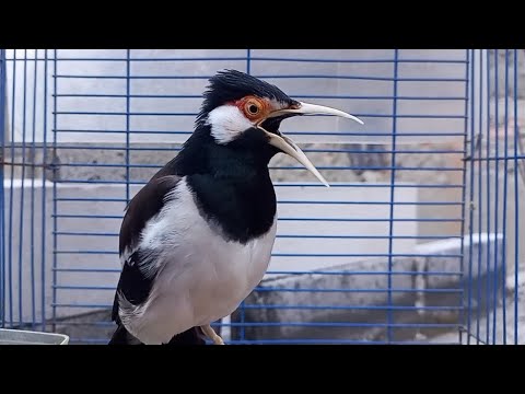 Pancingan Jalak Suren Gacor Full Isian Variasi - Masteran Suara Burung Jalak Gacor Full Isian Mewah