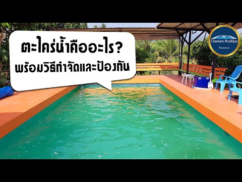 ตะไคร่น้ำคืออะไร-พร้อมวิธีกำจั ตะไคร่น้ำคืออะไร-พร้อมวิธีกำจั