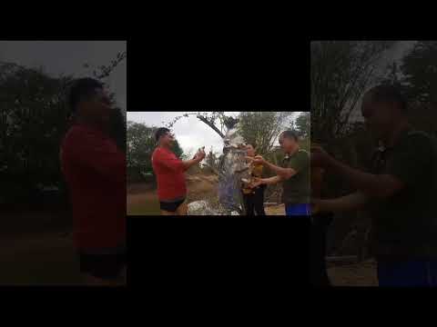 เก็บปลาก่อนปล่อยวัว..เก็บปลาค