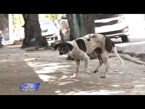 Preocupación por cantidad de perros realengos en las calles de la capital | Objetivo 5
