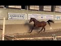 Show jumping horse Sportieve amadeo zoon uit een 1.45m merrie
