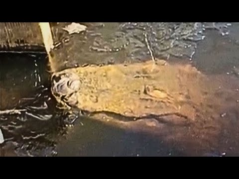 ¿Por qué los caimanes se están congelando vivos en Estados Unidos?