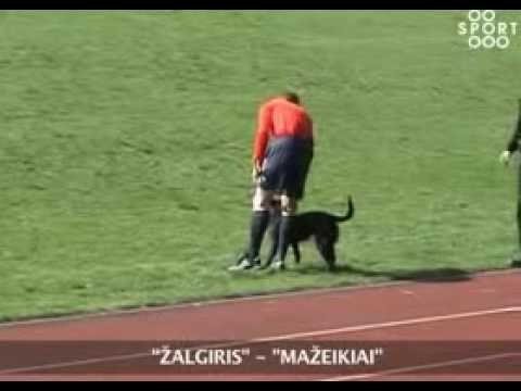 Video: Labiausiai pamišę fanai Lietuvos futbole - deja išlieka šunys...
