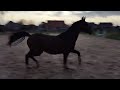 Dressage horse Knap 3-jarig dressuurpaard (For Ferrero x Chapter Leatherdale)