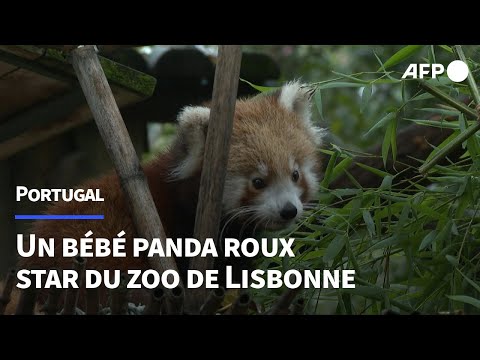 Au zoo de Lisbonne, bébé panda roux fait ses premiers pas | AFP