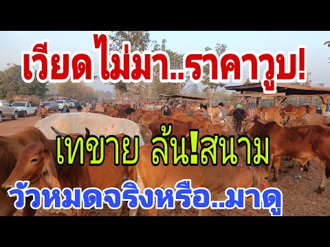 สบายใจฟาร์ม วัวล้นสนามเวียดหายวัวหลายทำราคาดิ่งราคาวัววันเสาร์25ม.ค.68สน