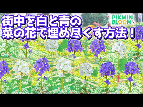 【ピクミンブルーム】街中を白と青の菜の花で埋め尽くす方法！【Pikmin Bloom】