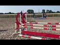 Show jumping horse Nero