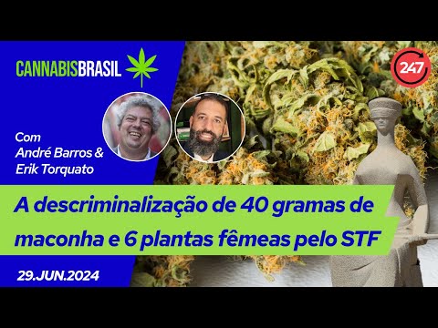 Cannabis Brasil - A descriminalização de 40 gramas de maconha e 6 plantas fêmeas pelo STF