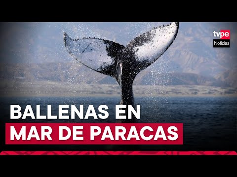 Ica: impresionante avistamiento de ballenas en el mar de Paracas