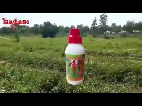 โสมแดงใช้กับแตงโม0624129596