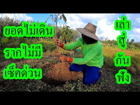 ทุเรียนเล็กไม่แทงยอด-ระบบรากไม ทุเรียนเล็กไม่แทงยอด-ระบบรากไม