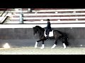حصان الفروسية Dressage Gelding - GP PROSPECT