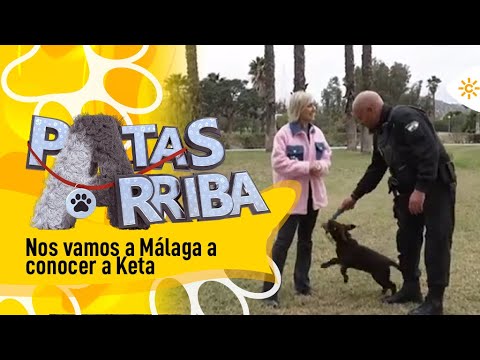 Patas arriba | Keta, la perrita de la policía local de Málaga que ha causado furor en Navidad