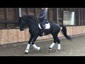 Dressage horse Stunning black stallion