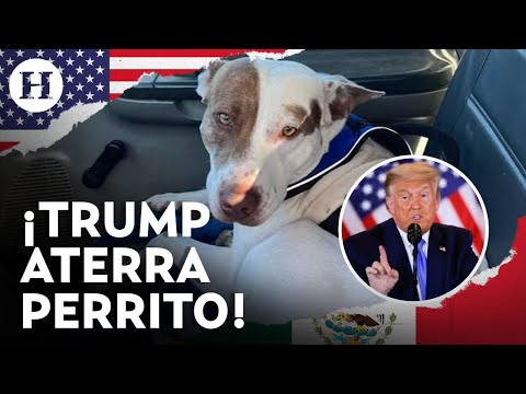 ¡Hasta los lomitos se asustan de Trump! Así reaccionó un perrito al oír que en Ohio comen mascotas