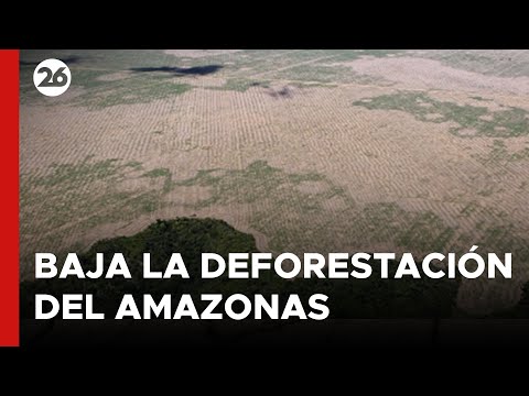 Bajó un 40% la deforestación del Amazonas | #26Global