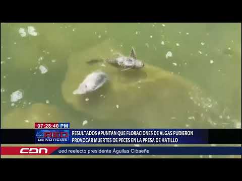 Resultados apuntan que floraciones de algas pudieron provocar muertes de peces en la presa Hatillo