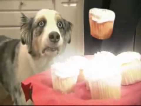 Video: Maistas - šunų akim.