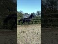花样骑术马匹 Prachtige 3 jarige zwarte ruin - veelbelovend dressuurpaard