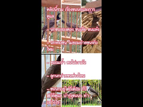 รวมเรื่องนกถ่ายขนขนสองดองนกข