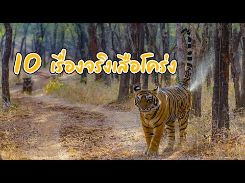 10-เรื่องจริงของเสือโคร่ง-ที่ค 10-เรื่องจริงของเสือโคร่ง-ที่ค