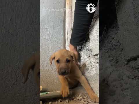 Adorable pup stuck in wall rescued by man with hammer and chisel