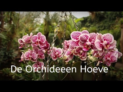 De Orchideeën Hoeve // Rundgang durch den Orchideen Garten in  Holland  Nederland einfach herrlich