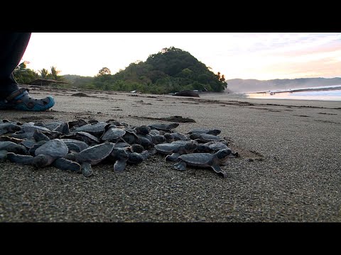 TR Verde: Conservación de Tortuga Verde en playa Malena