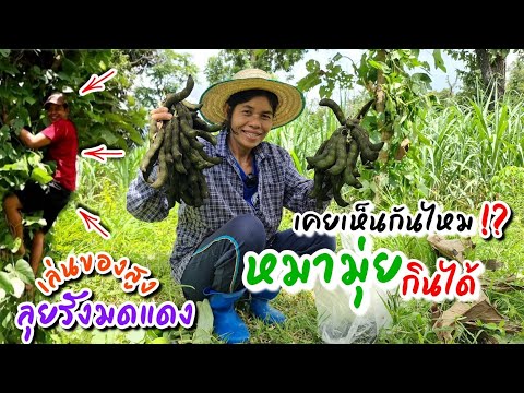 EP175เล่นของสูง-หมากตำแยดำ(ถั่ EP175เล่นของสูง-หมากตำแยดำ(ถั่