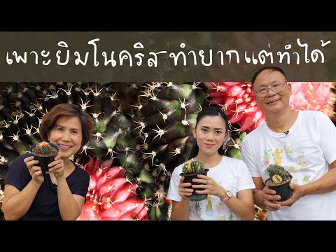 เพาะให้ได้ยิมโนคริส-ทำยากแต่ทำ เพาะให้ได้ยิมโนคริส-ทำยากแต่ทำ