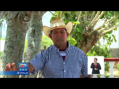 Finca La Reina: ejemplo de ganadería eficiente en Cuba