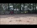 Dressage horse 3 jarige merrie met veel potentie voor de sport