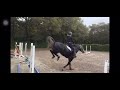 Show jumping horse 7 jarige merrie (Dallas Vdl X Corland)