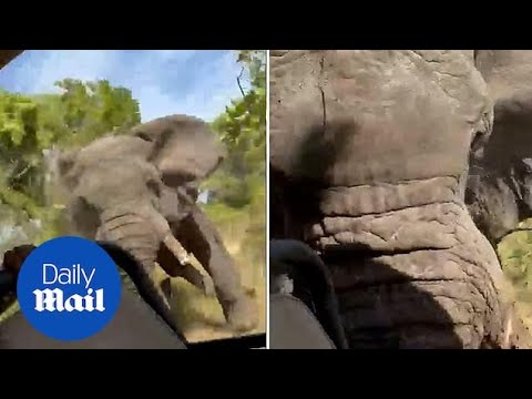 Terrifying moment elephant flips safari truck over killing tourist