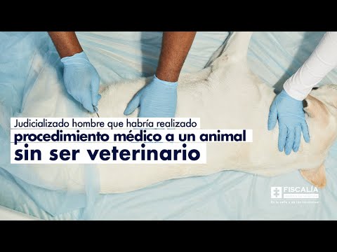 Judicializado hombre que habría realizado procedimiento médico a un animal sin ser veterinario